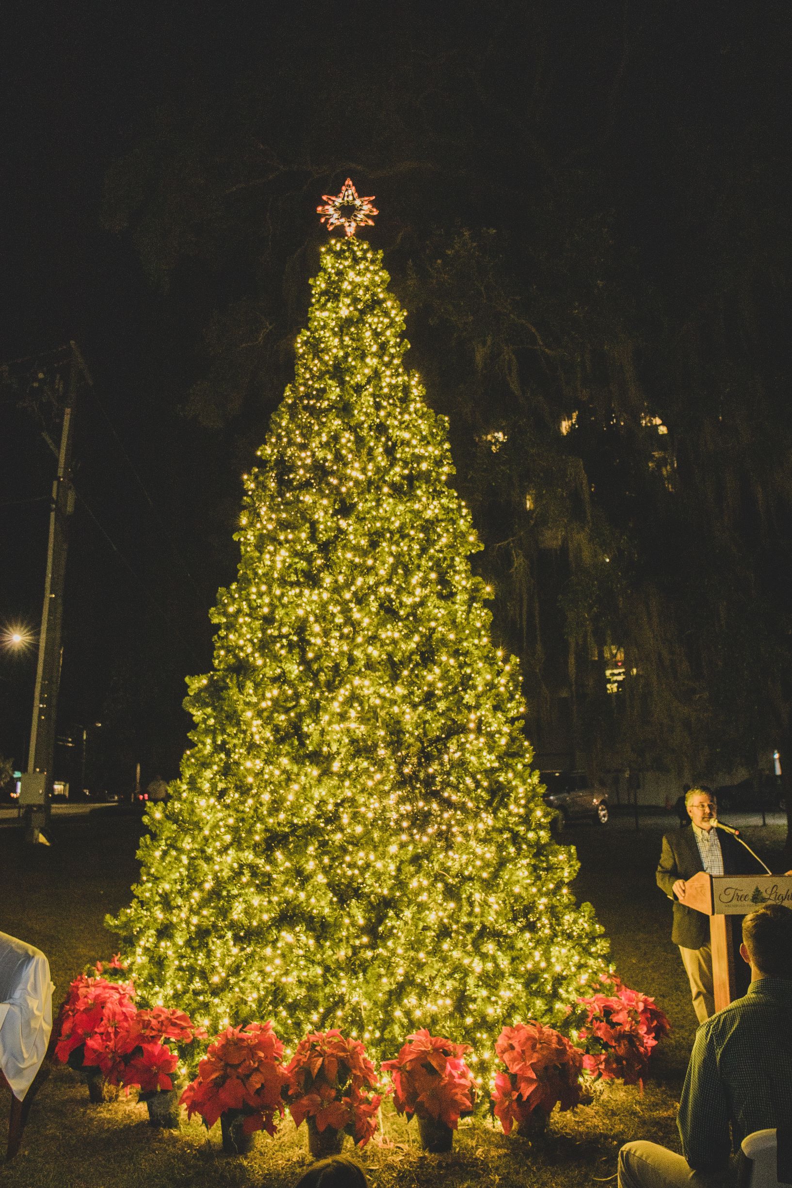 Tree shop of lights