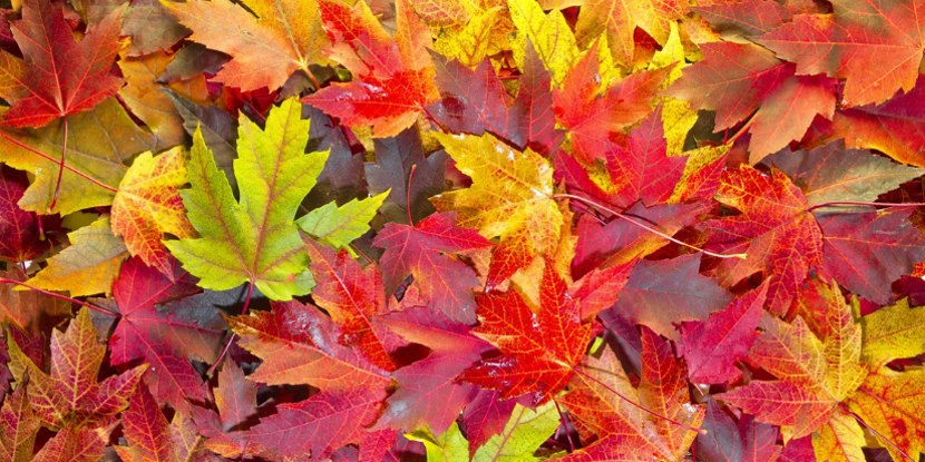 Good Grief Session: Confronting Your Grief and Comforting Your Heart this Autumn