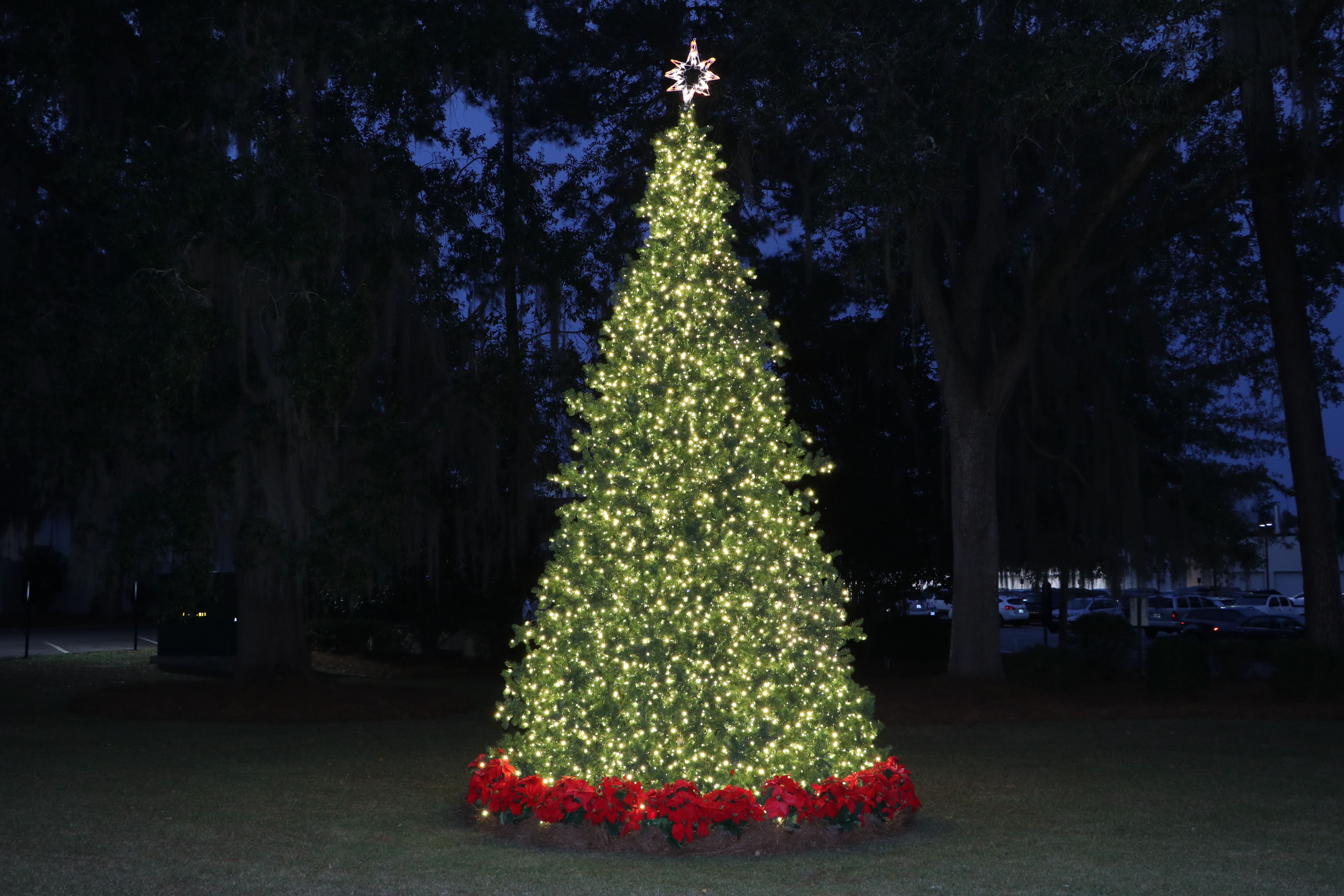 Archbold Foundation Tree of Lights Taking Donations Archbold Medical